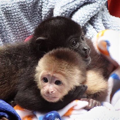Gender Female. . Capuchin monkey breeders in texas